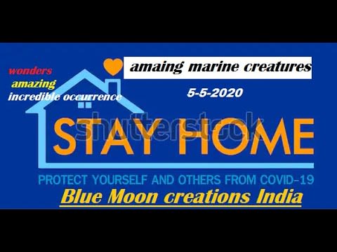 Blue Moon creations India' amazing creatures underwater#covid-19#may#5 #2020#lockdown#entertainment