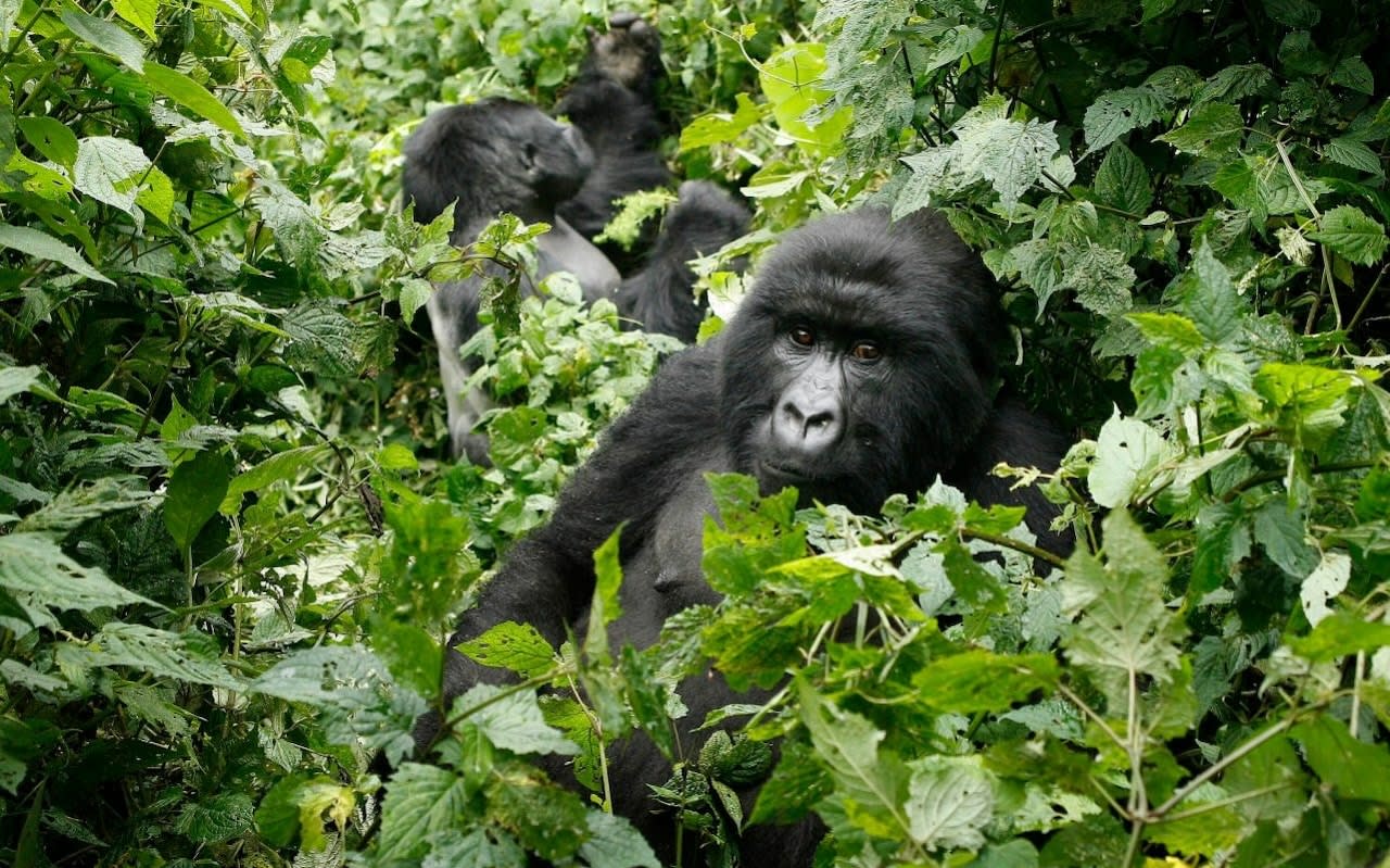 Mountain gorillas under threat from coronavirus infection