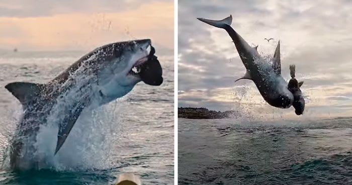 Great White Shark Jumps 15 Feet Through The Air As The Highest Ever Water Breach Is Recorded In South Africa