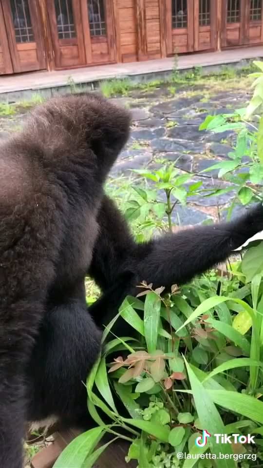Gibbon monkey calls are amazing!