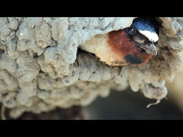 How Bison Are Helping Cliff Swallows Build Their Nests