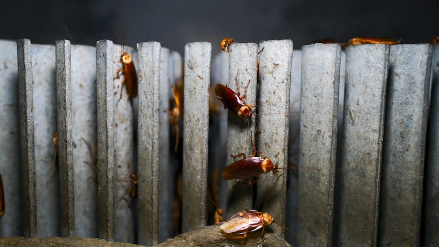 A huge indoor farm in China is breeding a billion cockroaches. Here's why