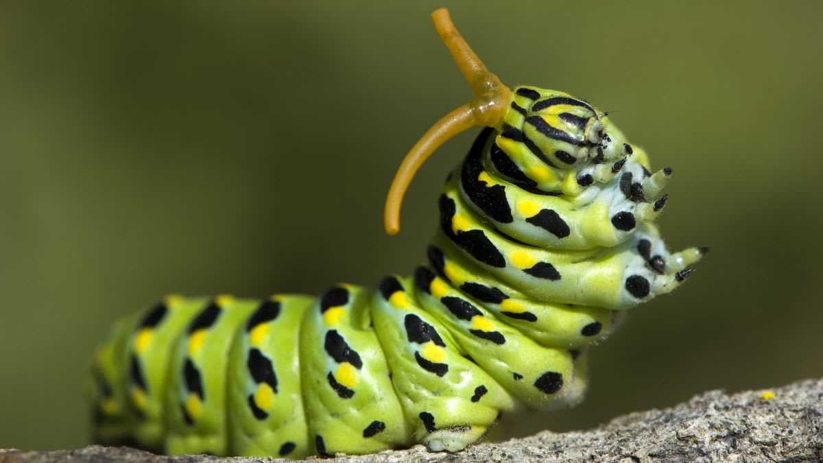 I Got My Child Caterpillars: Greetings From My New Poop-Filled Life