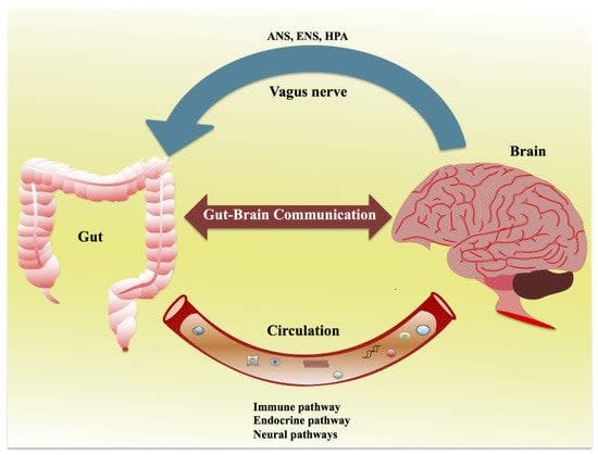 Gut–Brain Axis: Role of Gut Microbiota on Neurological Disorders and How Probiotics/Prebiotics Beneficially Modulate Microbial and Immune Pathways to Improve Brain Functions