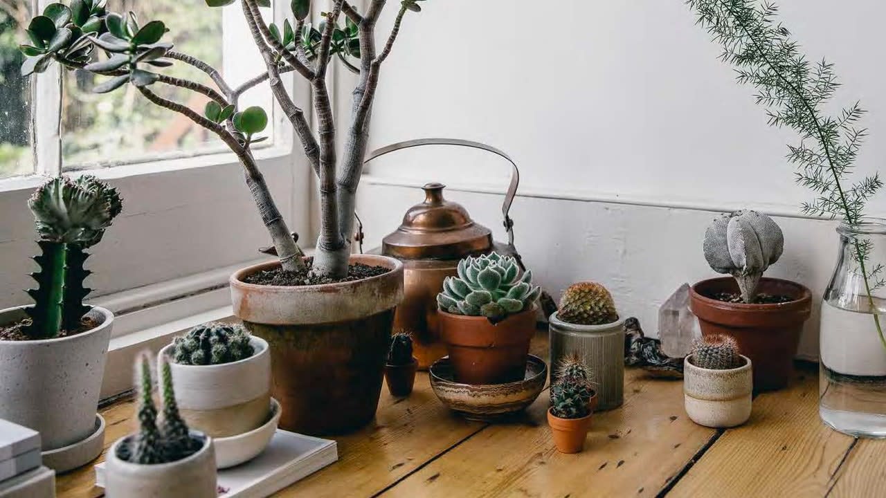 How to Care for Succulents (And Not Kill Them): 9 Plant-Care Tips