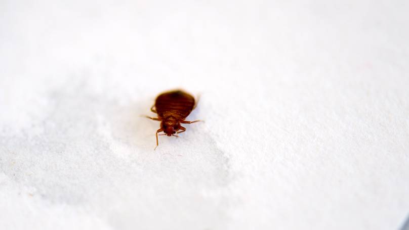Pest Controller Uncovers 'Worst Case Of Bed Bugs'