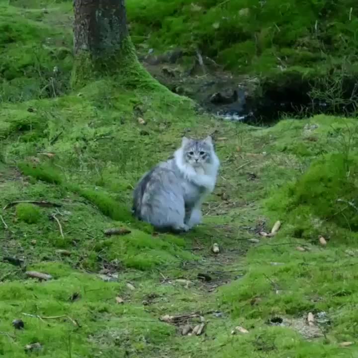 A norwegian forest cat