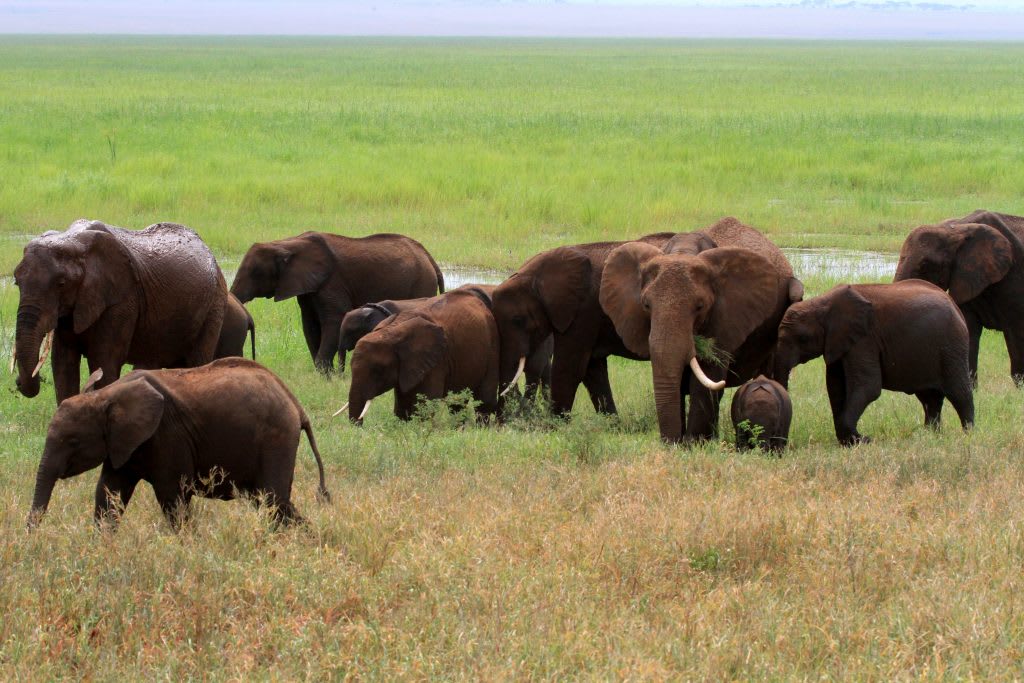 National parks to visit in Tanzania - Ginger Around The Globe