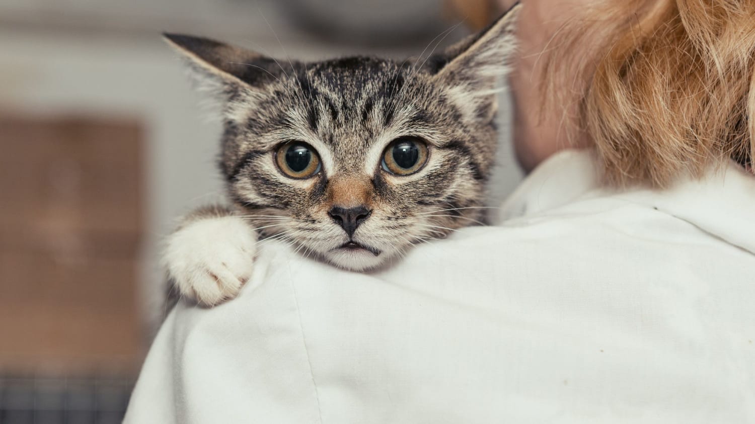 Why Cats Like to Shove Their Butts in Your Face, According to an Animal Behavior Expert