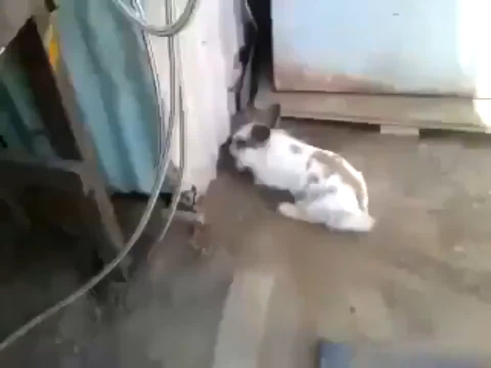This rabbit saving a cat who couldn’t find its way out