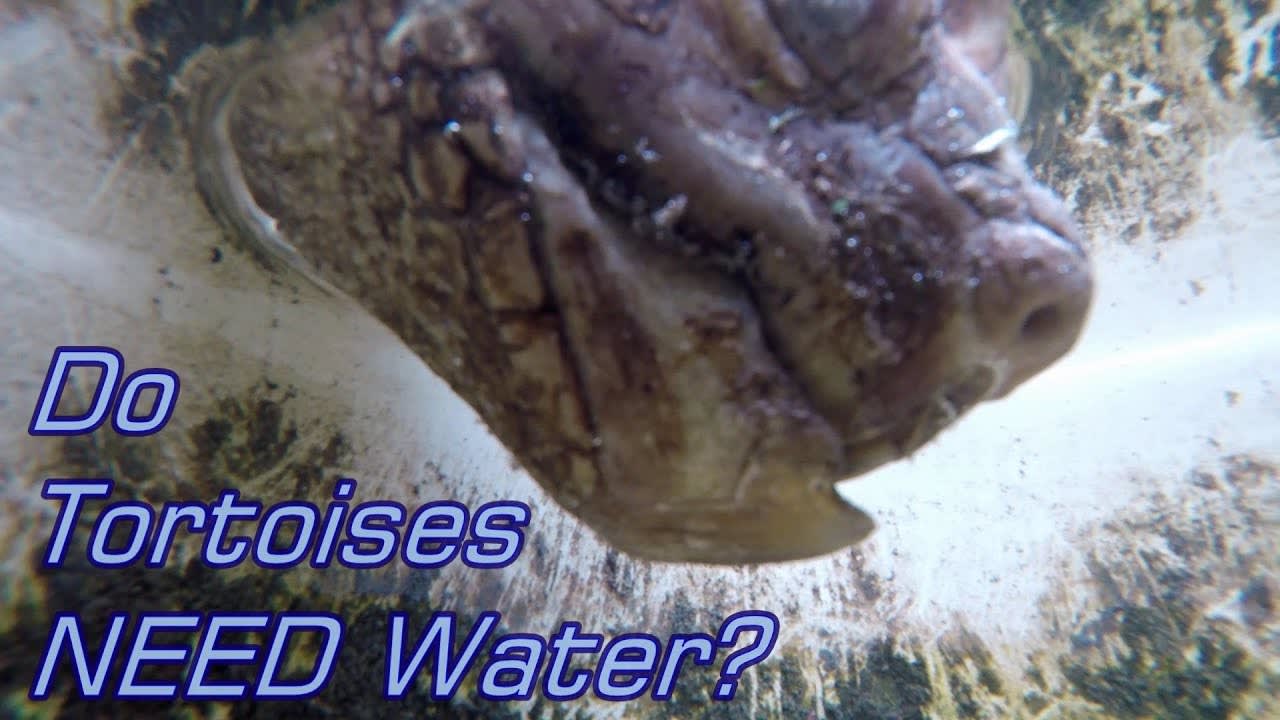 Do Tortoises Need Water?