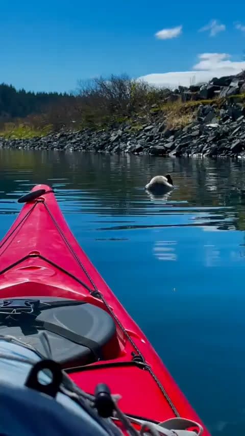 A Little otter getting caught having some alone time