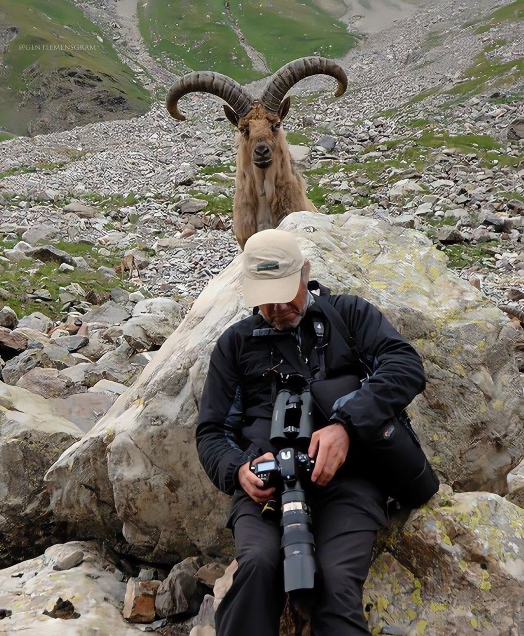 This Longhorn Goat Sneaking Up On A Wildlife Photographer