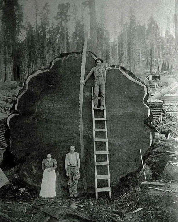 Before chainsaws this was the length of the two-man hand saw and heavy duty axes that they used to drop these tremendous trees. It is almost inconceivable to think of cutting down a tree this size with a hand saw.