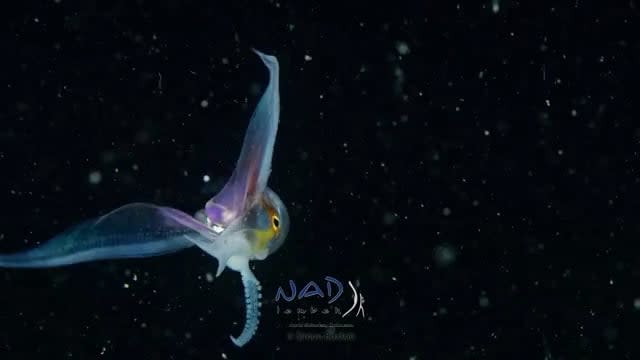Blanket Octopus Unfurling its Wings