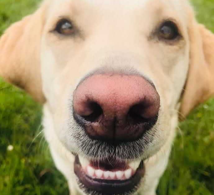 Dog Nose Discoloration, Nasal Depigmentation (Dudley Nose, Snow Nose)