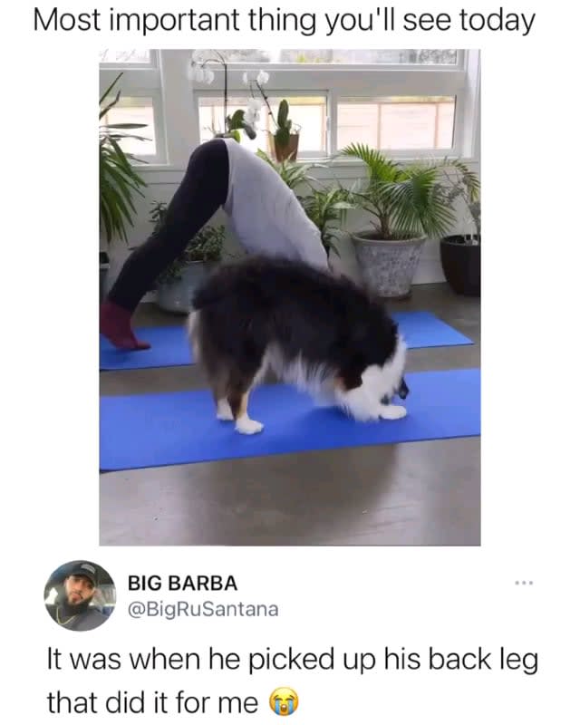 Dog doing Yoga with its Owner