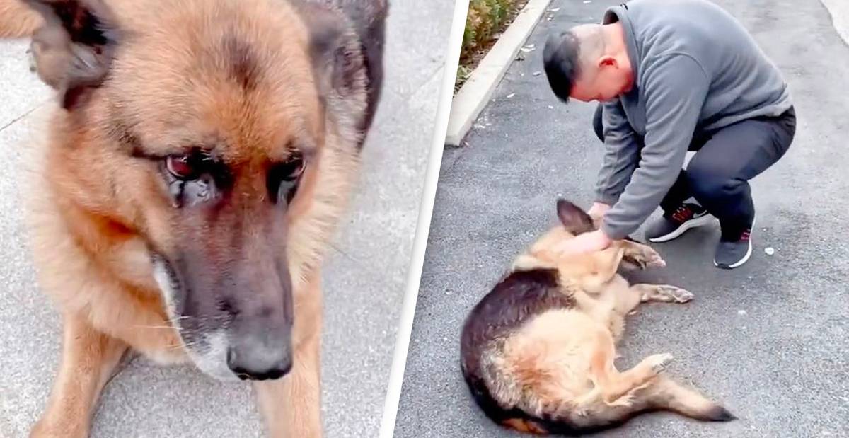Retired Police Dog ‘Cries’ After Being Reunited With Handler