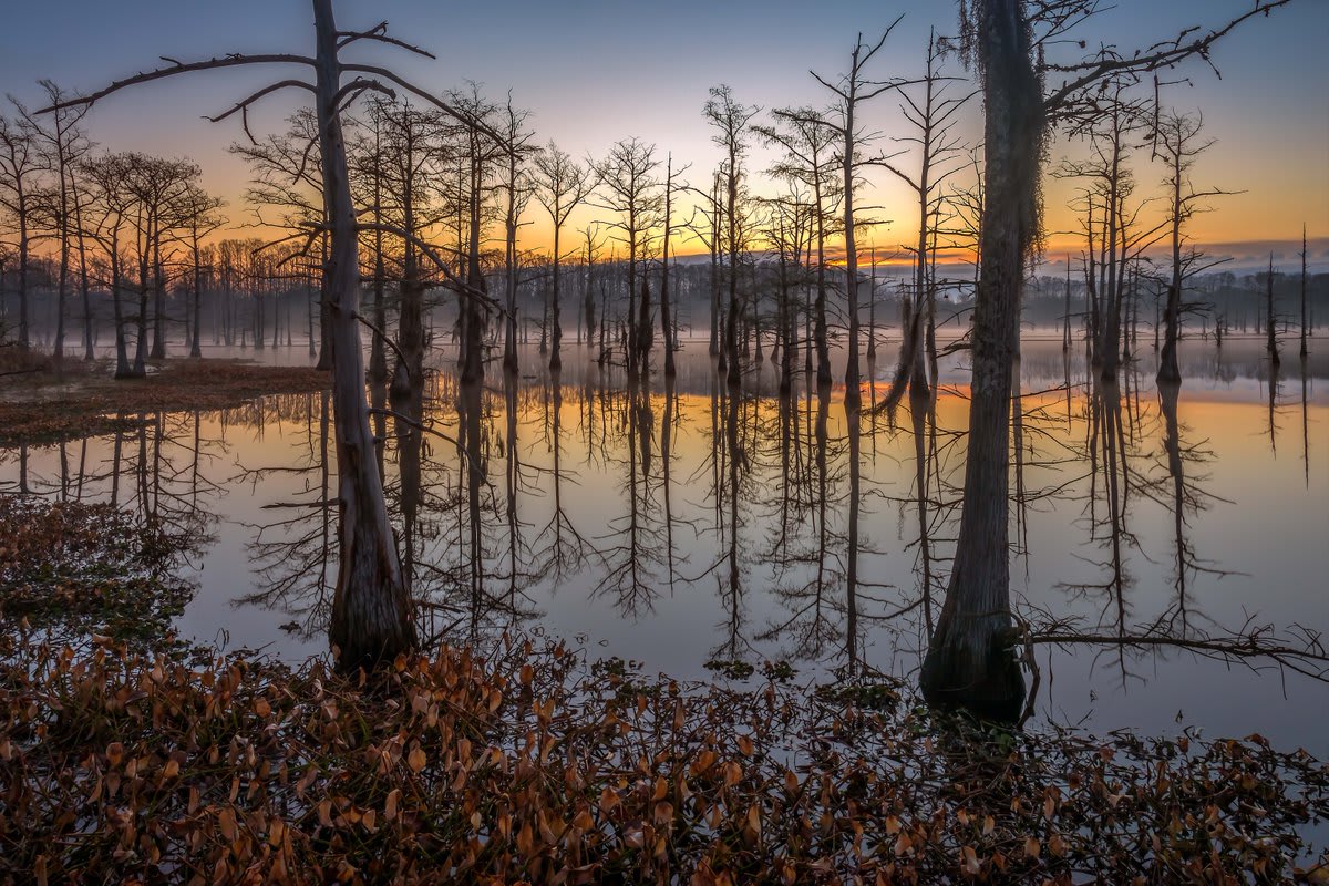 The Black Bayou Lake National Wildlife Refuge is 5,300 acres of critical habitat for endangered species. Located within the city limits of Monroe, Louisiana, this refuge also provides easily accessible opportunities for local residents and visitors to spend time in nature.