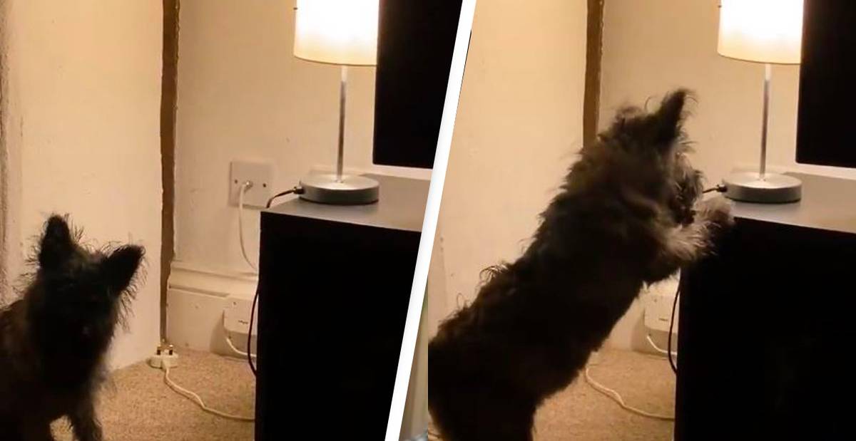 Dog Goes Mad With Power When She Realises She Can Turn Light On And Off