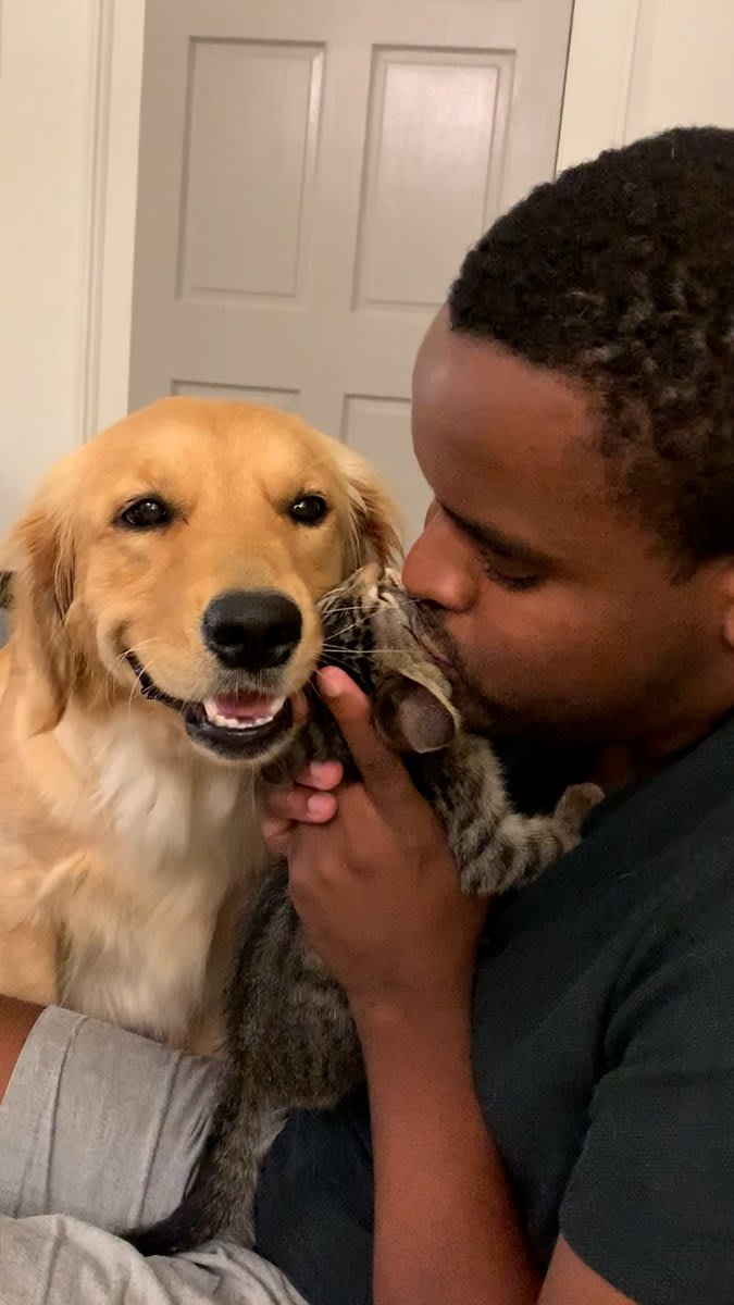 Golden retriever who was an only child gets a new kitten — watch them compete for kisses from Dad 😍