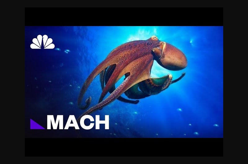 Is The Octopus An Alien? | Mach | NBC News