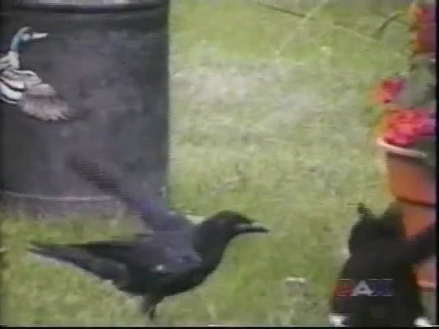 Crow feeds and befriends stray kitten, couple films the unlikely pair’s friendship for over 8 months.