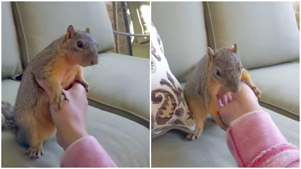 Human Persistently Tickles Squirrel to Make Him Laugh