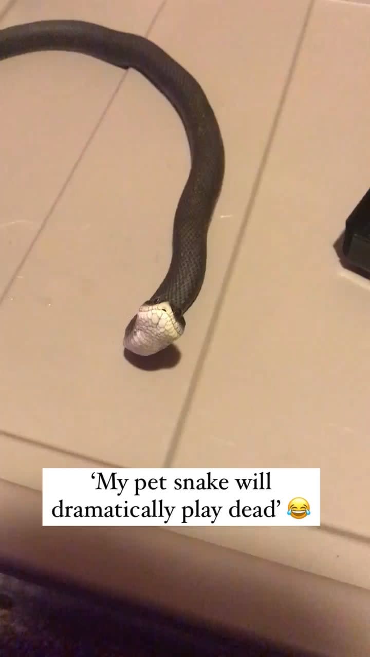 A pet Hognose snake playing dead