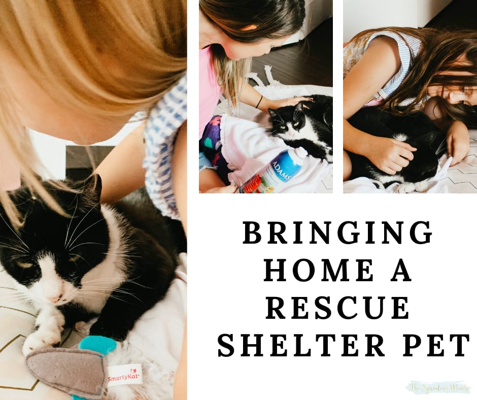 Bringing Home a Rescue Shelter Pet