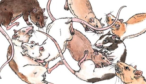 Do Rats Feel Empathy?