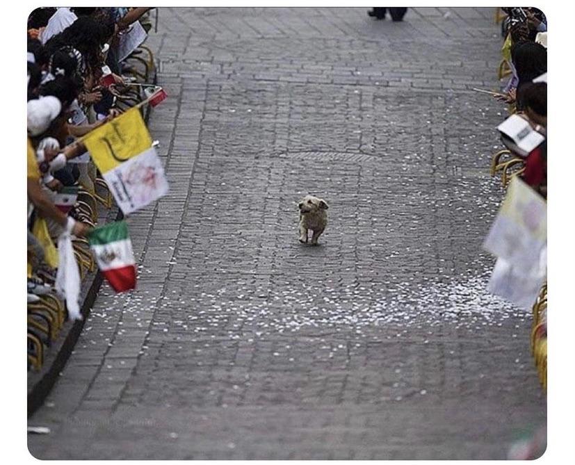 Sometimes I feel low and then I remember of a dog who was caught in a parade for the Pope in Mexico and thought it was for him...