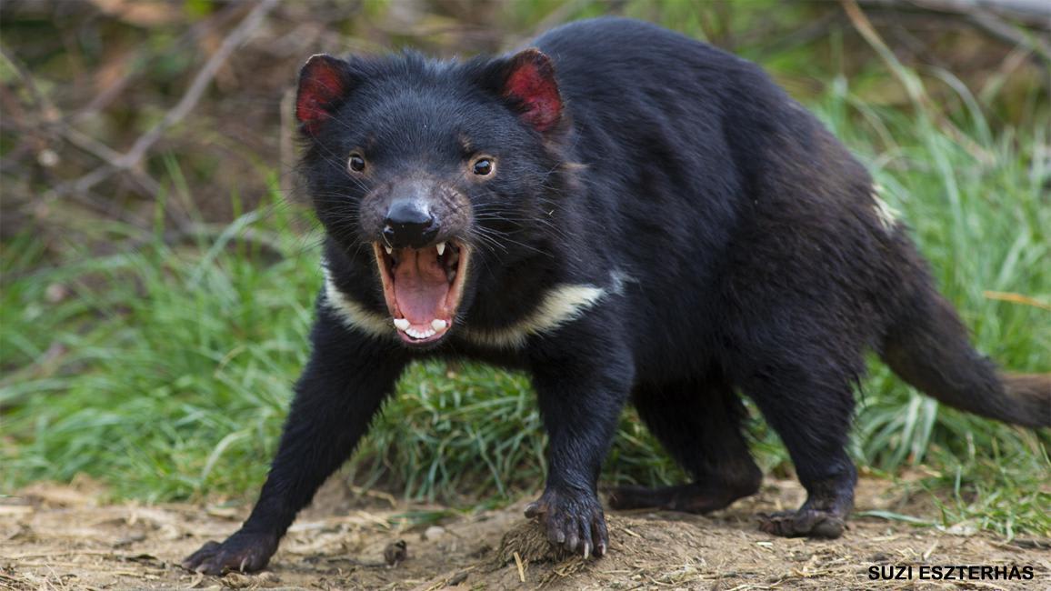 This fearsome Australia marsupials is the Tasmanian devil, which has been very recently reintroduced back to mainland Australia to combat feral cats!
