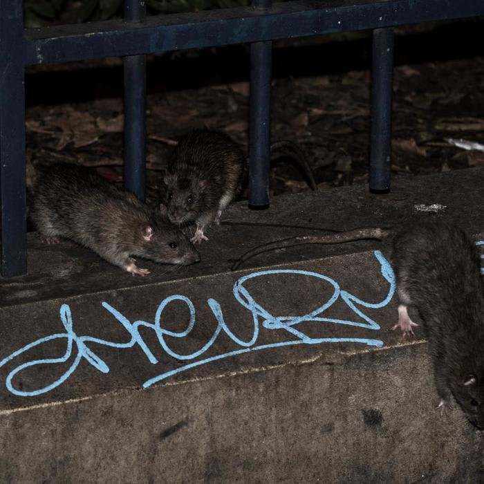 Rats "bigger than cats" tale over Bronx housing project