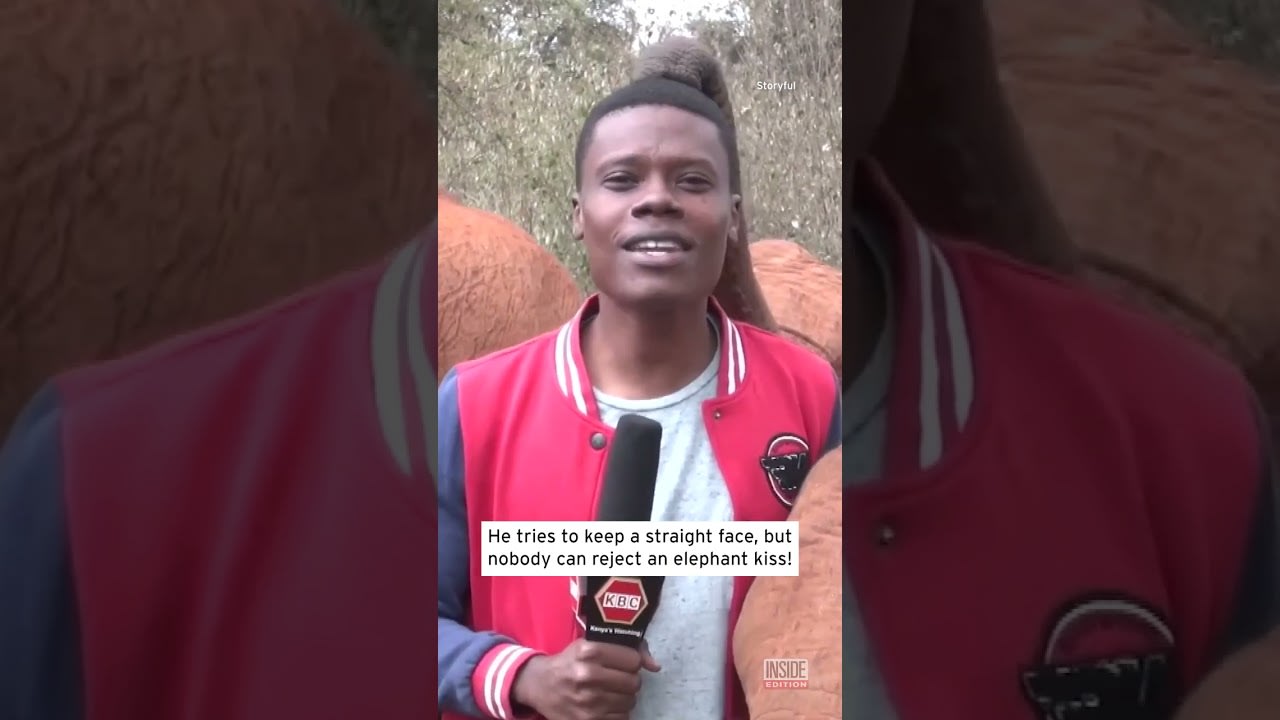 Baby Elephant Photobombs Reporter With Trunk Kiss #shorts
