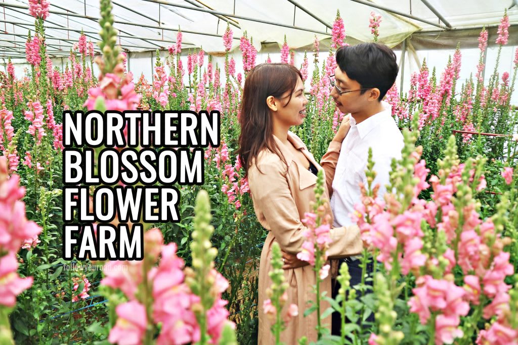 Northern Blossom Flower Farm: Daytrip to Atok Benguet from Baguio City