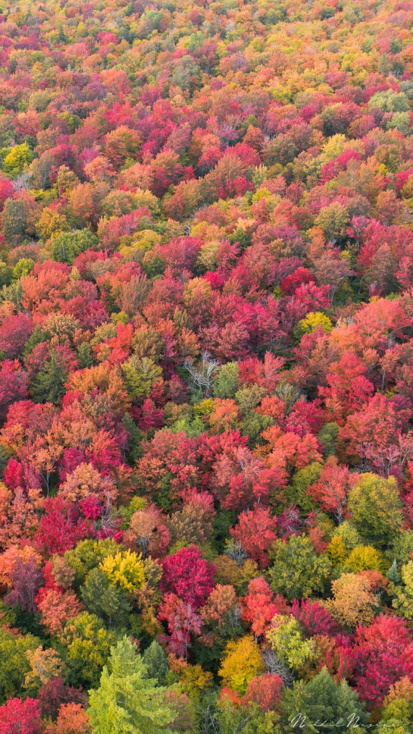 Fruity Pebbles. Fall in the Adirondack Mountains, NY. Full res file in comments.