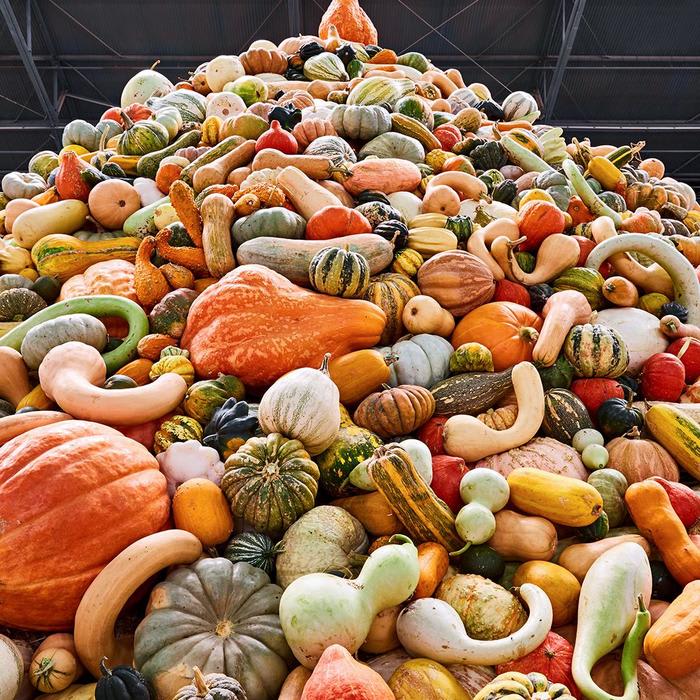If You Love Fall, This Pumpkin Festival Should Be on Your Bucket List