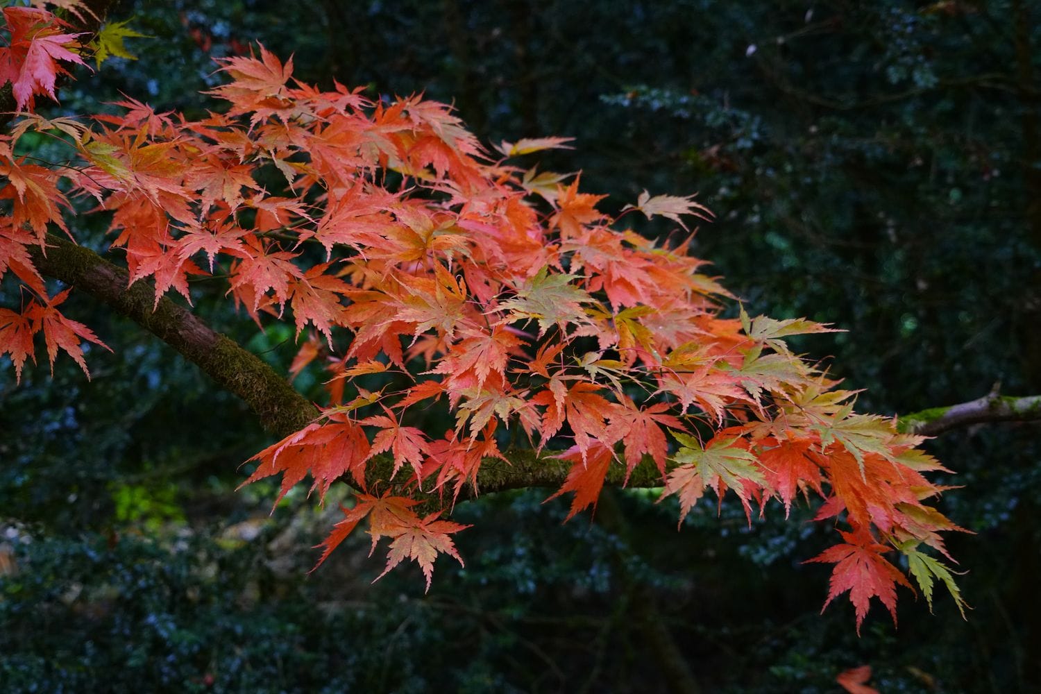Maple branch