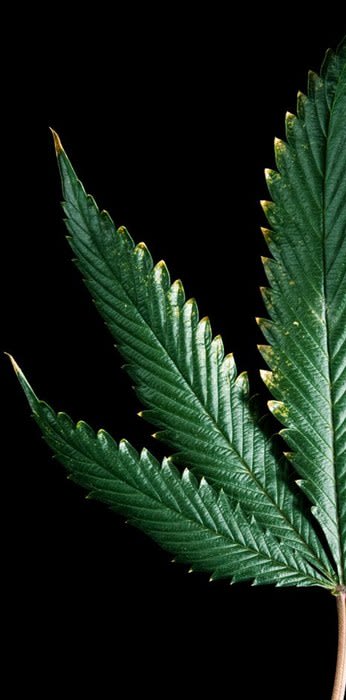 Scientists Map the Receptor That Makes Weed Work