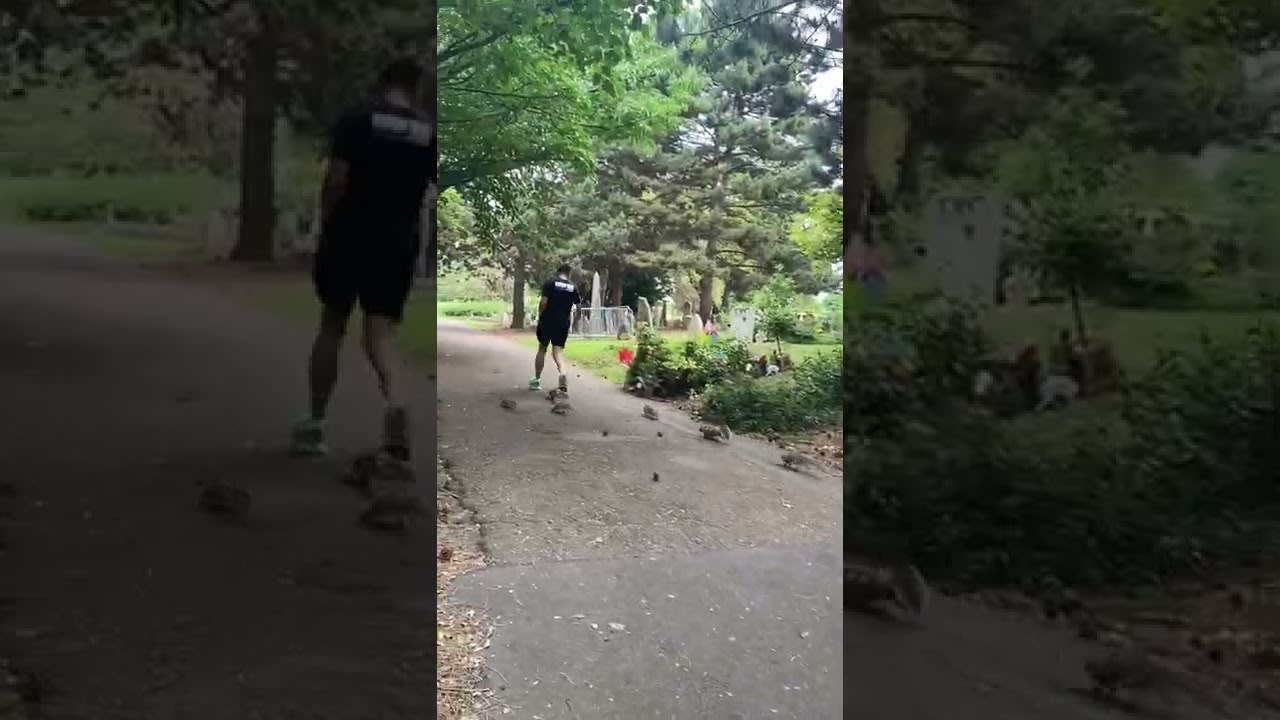 Squirrels Chase Jogger for His Nuts || ViralHog
