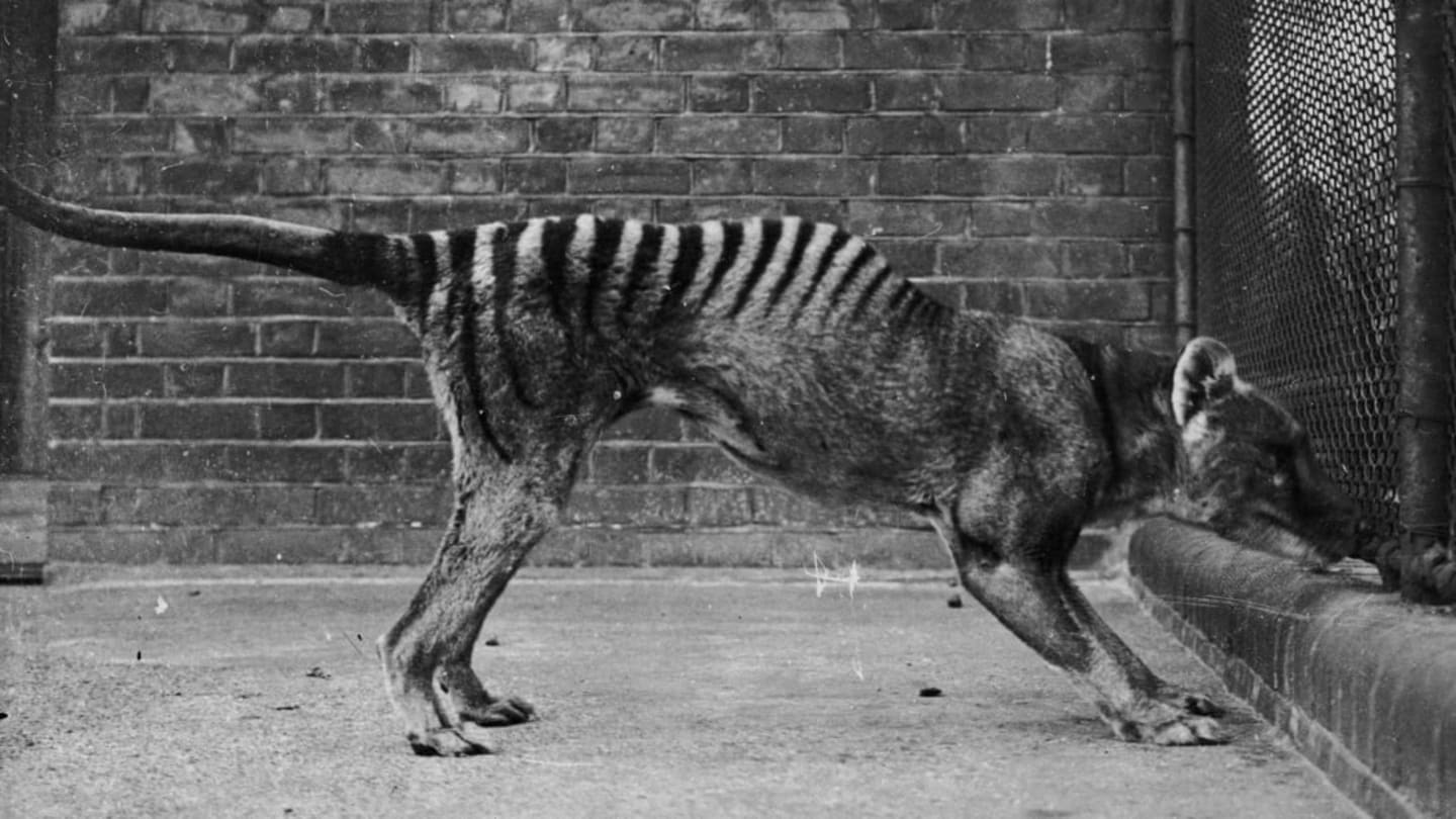 Researchers Just Unearthed ‘Lost’ Footage of the Extinct Tasmanian Tiger—Watch It Here