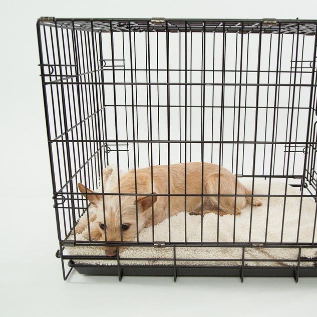 Crate Training Your Dog While Working a Full-Time Job