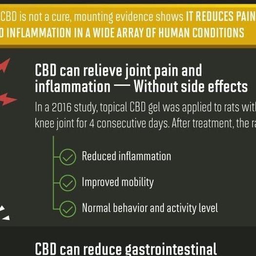 CBD and Pain Management [Infographic]