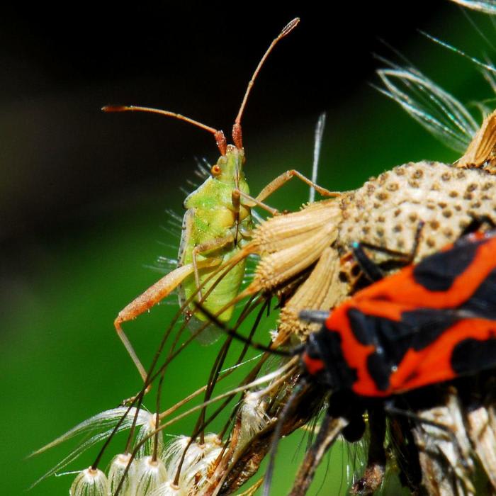 Insect Populations Are Declining Around the World. How Worried Should We Be? • The Revelator