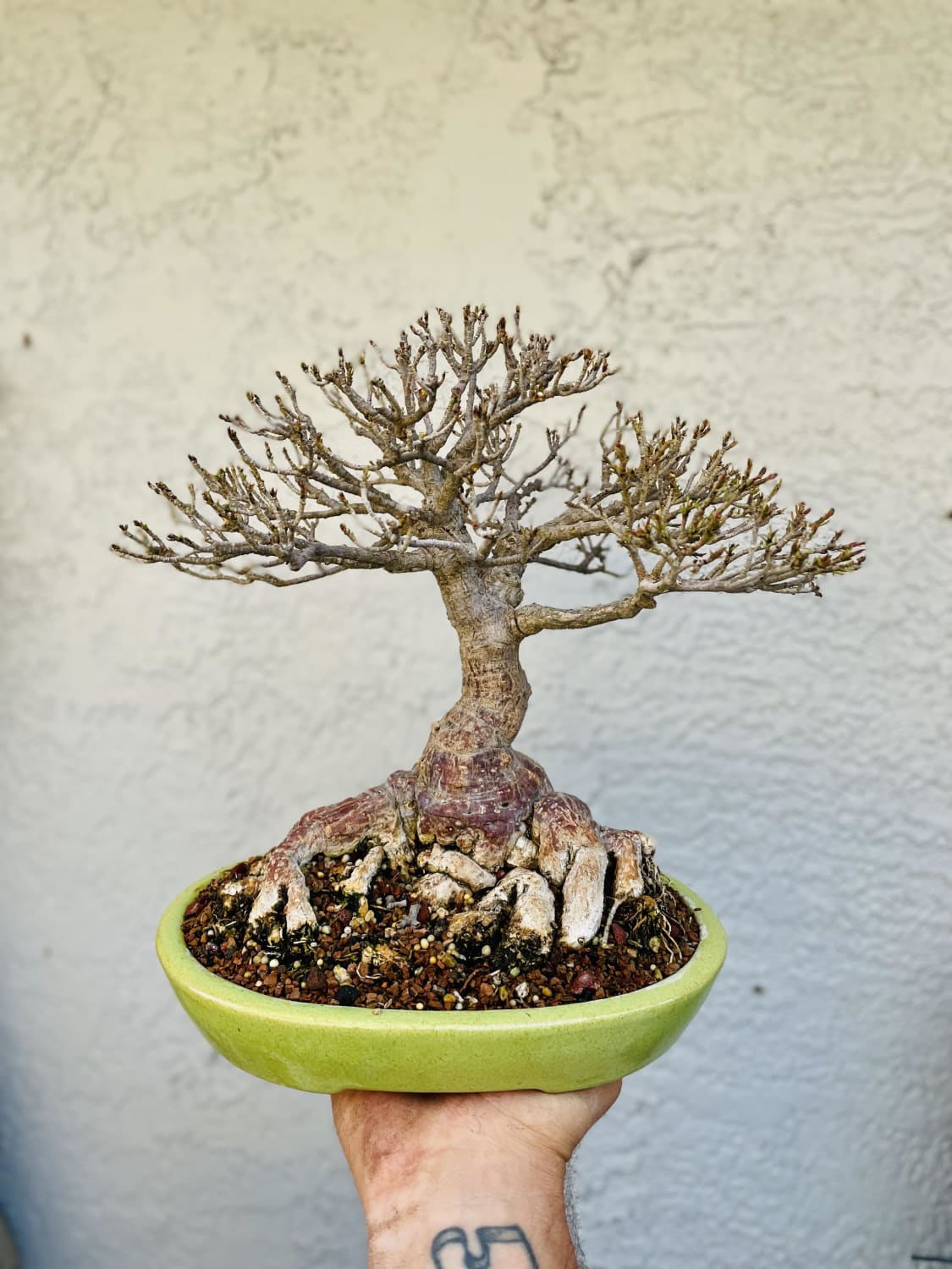 Ficus Nerifolia. Pot by Koyo