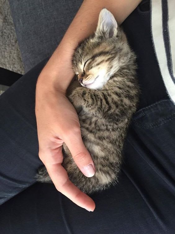 Cute Sleeping Kitty