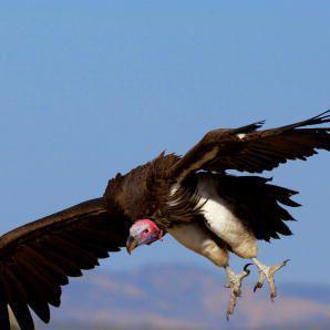 Vultures Helping Vultures: The Surprising Way Scavenger Birds Share the Secrets of Flight
