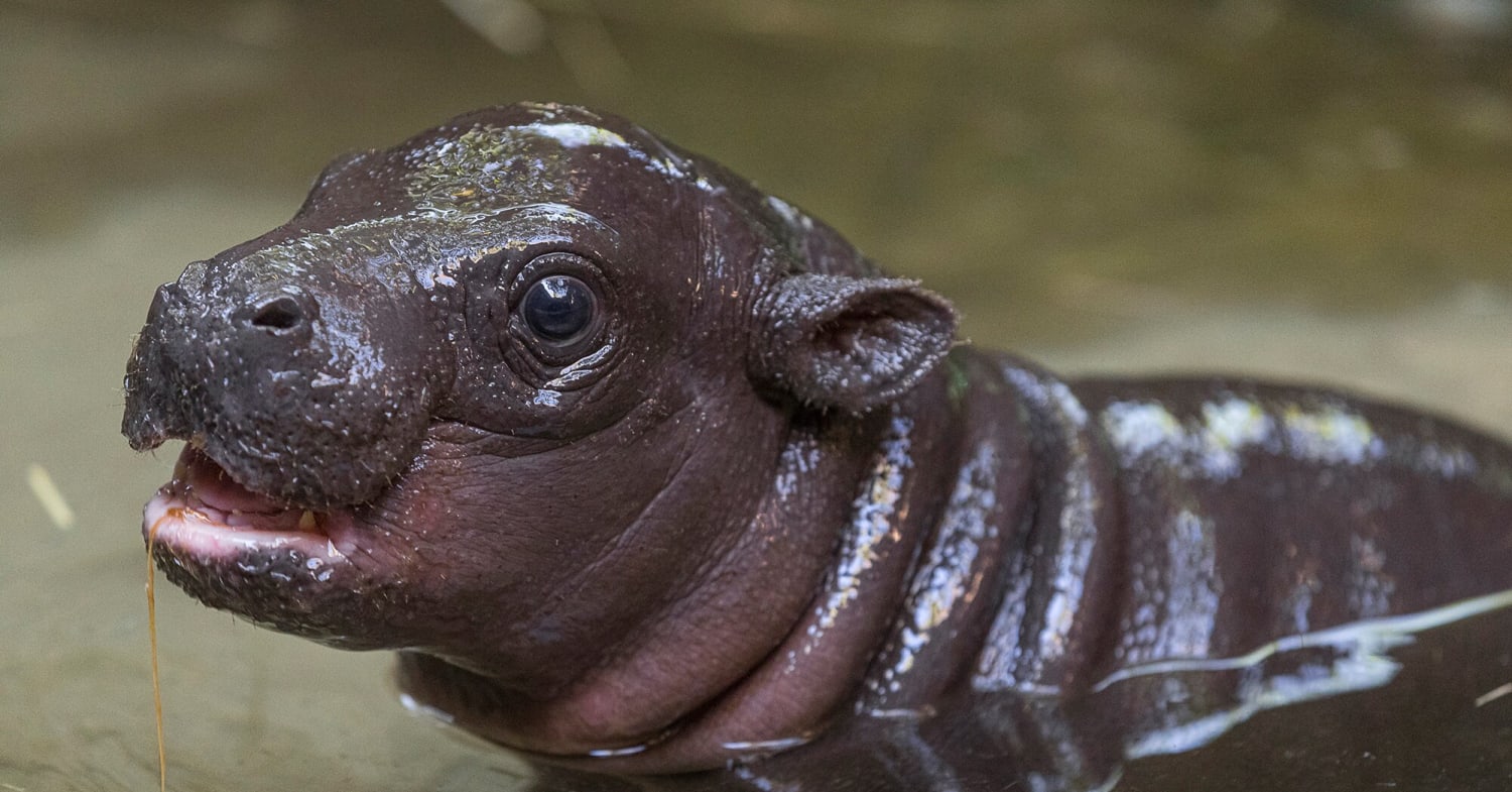 San Diego Zoo Celebrates Its First Endangered Pygmy Hippo Birth in 30 Years