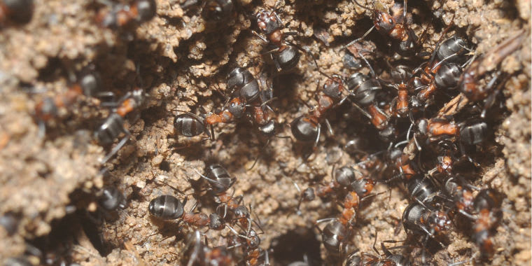 TIL of a colony of ants with no queen, no males and no offspring, comprised entirely of non-reproductive females, that live in a disused nuclear bunker in Poland. The colony is supplemented by ants falling through hole in the ventilation which cannot escape.